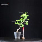 Ginkgo Biloba Ohatsuki