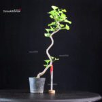 Ginkgo Biloba Ohatsuki