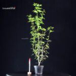 Acer Palmatum Mai Hime