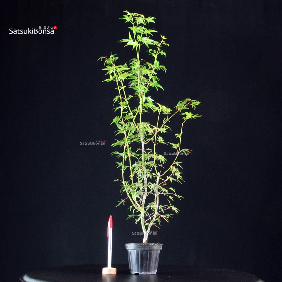 5850_2-Acer-palmatum-Mai-Hime Acer Palmatum Mai Hime - immagine 1
