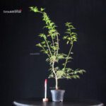 Acer Palmatum Mai Hime