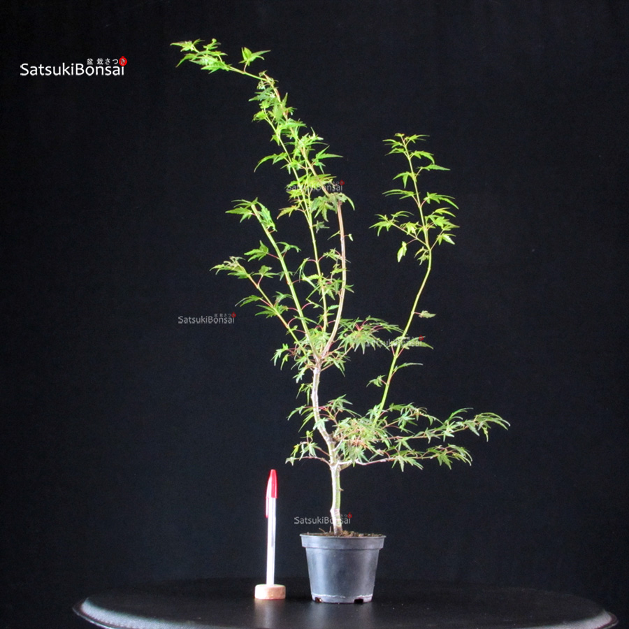 5852_2-Acer-palmatum-Mai-Hime Acer Palmatum Mai Hime - immagine 1