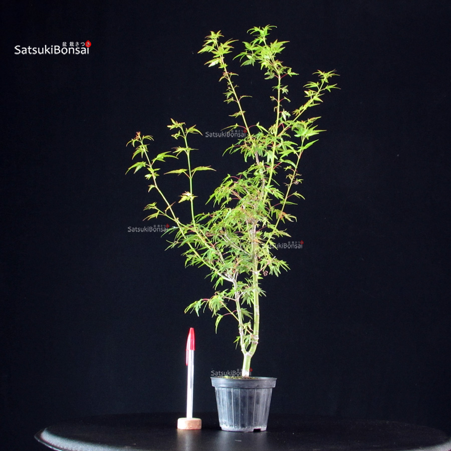 5853_2-Acer-palmatum-Mai-Hime Acer Palmatum Mai Hime - immagine 1