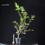 Acer Palmatum Mai Hime