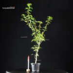 Acer Palmatum Mai Hime