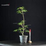Acer Palmatum Mai Hime