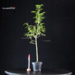 Acer Palmatum Mai Hime