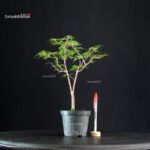 Acer Palmatum Mai Hime