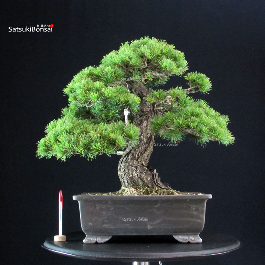 5860_1-Pinus-Pentaphylla-pino-bianco Pinus Pentaphylla - Goyomatsu - immagine 1