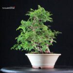 Rosa Hirtula - Hakone Sansho - immagine 3