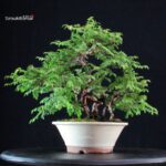 Rosa Hirtula - Hakone Sansho - immagine 4