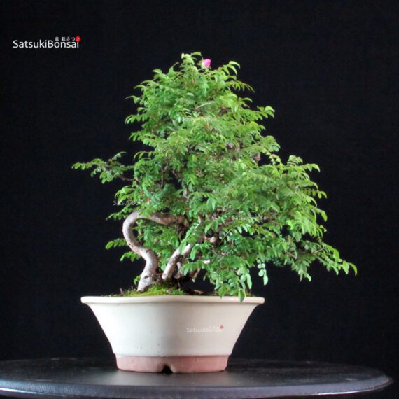 Rosa Hirtula - Hakone Sansho - immagine 5