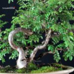 Rosa Hirtula - Hakone Sansho - immagine 6