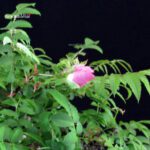 Rosa Hirtula - Hakone Sansho - immagine 2