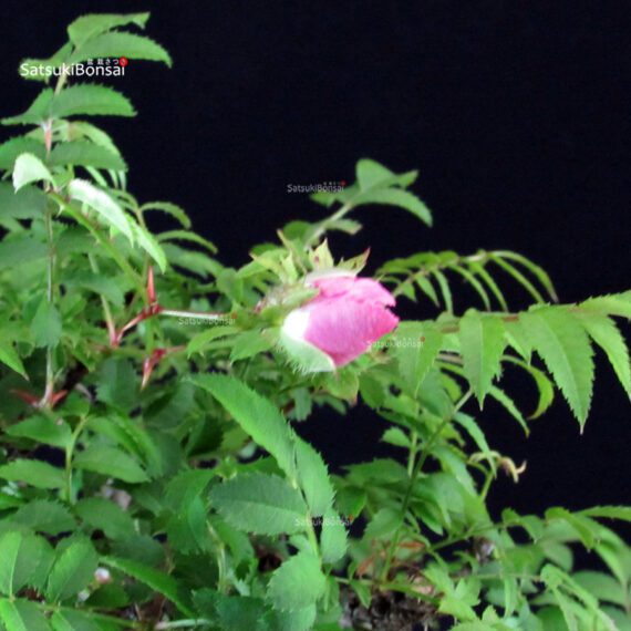 Rosa Hirtula - Hakone Sansho - immagine 2