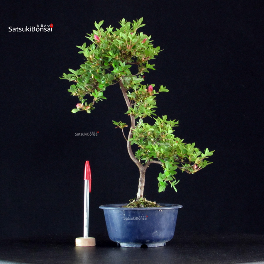 6002_1-Rhododendron indicum Kakuo Azalea Satsuki KAKUO - immagine 1