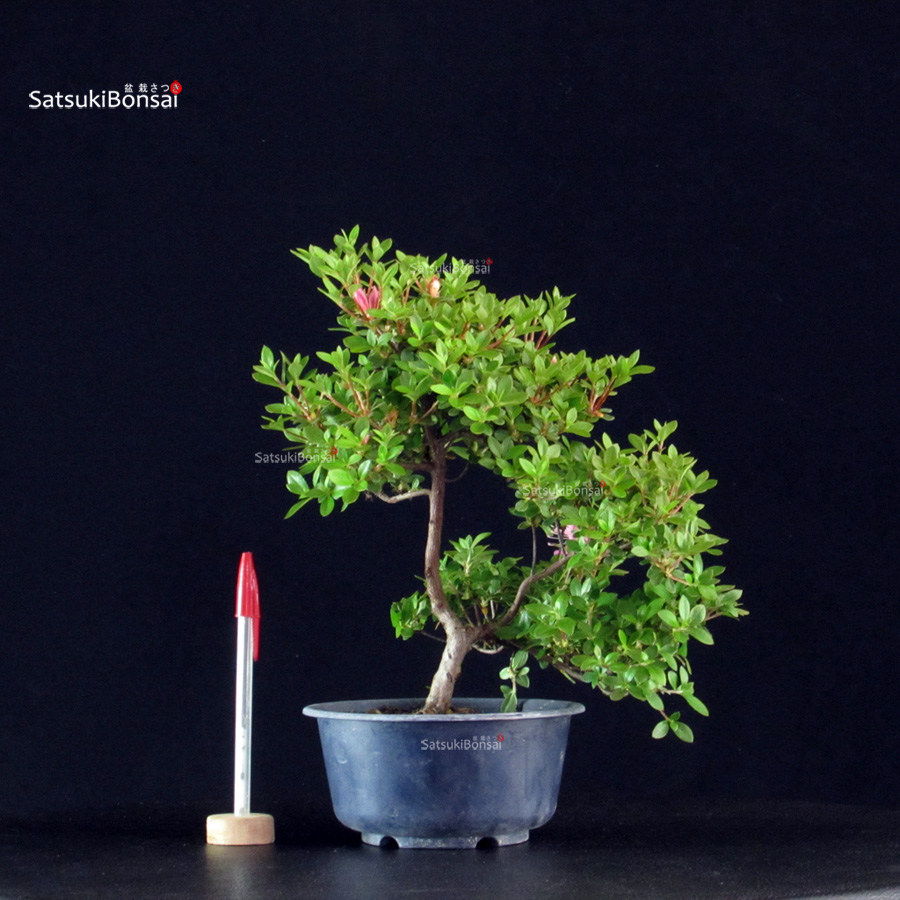 6004_1-Rhododendron indicum Kakuo Azalea Satsuki KAKUO - immagine 1