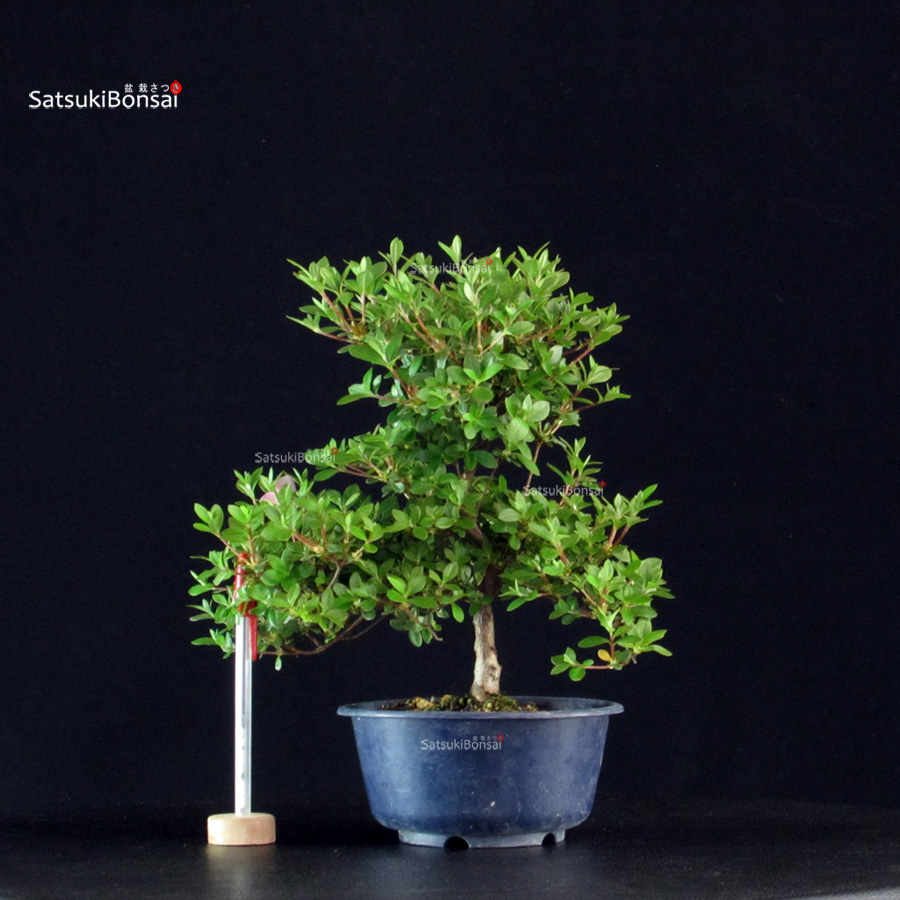 6005_1-Rhododendron indicum Kakuo Azalea Satsuki KAKUO - immagine 1
