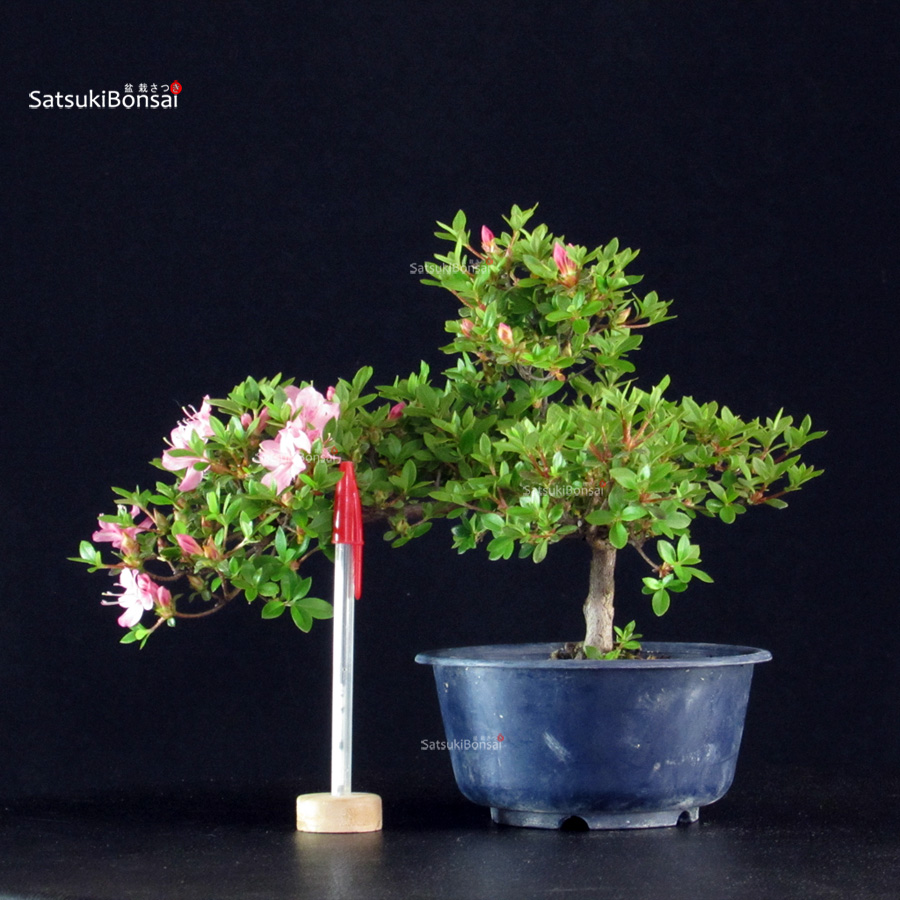 6007_1-Rhododendron indicum Kakuo Azalea Satsuki KAKUO - immagine 1