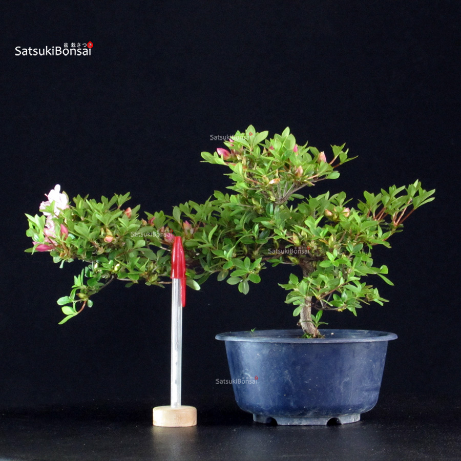 6008_1-Rhododendron indicum Kakuo Azalea Satsuki KAKUO - immagine 1