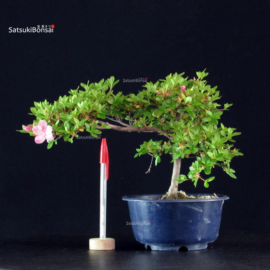 6009_1-Rhododendron indicum Kakuo Azalea Satsuki KAKUO - immagine 1