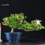 Azalea Satsuki KAKUO