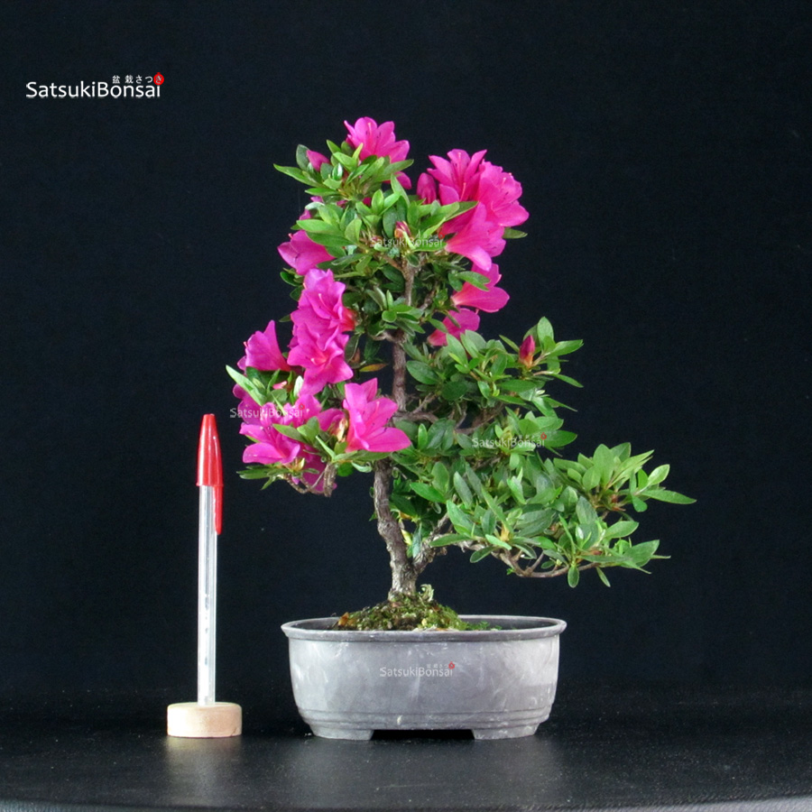 6020_1-Rhododendron indicum Hoshinokagayaki Azalea Satsuki HOSHI NO KAGAYAKI - immagine 1
