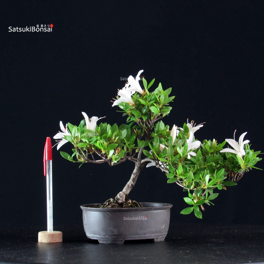 6030_1-Rhododendron indicum Azalea Satsuki - immagine 1