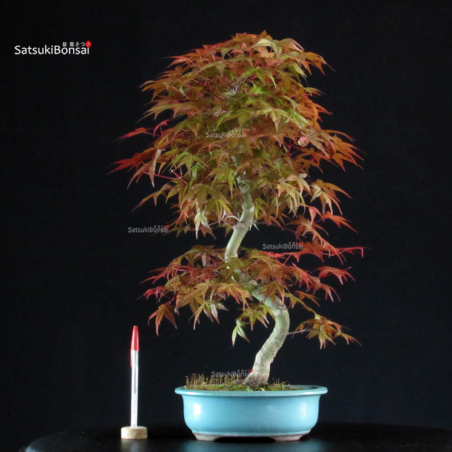 6081_1-Acer palmatum Deshojo Acero palmato var. Deshojo - immagine 1