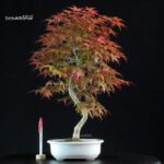 Acero palmato var. Deshojo