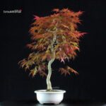 Acero palmato var. Deshojo - immagine 4
