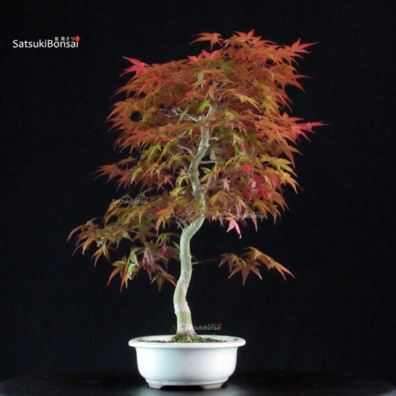 Acero palmato var. Deshojo - immagine 4