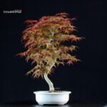 Acero palmato var. Deshojo - immagine 3