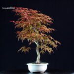 Acero palmato var. Deshojo - immagine 2