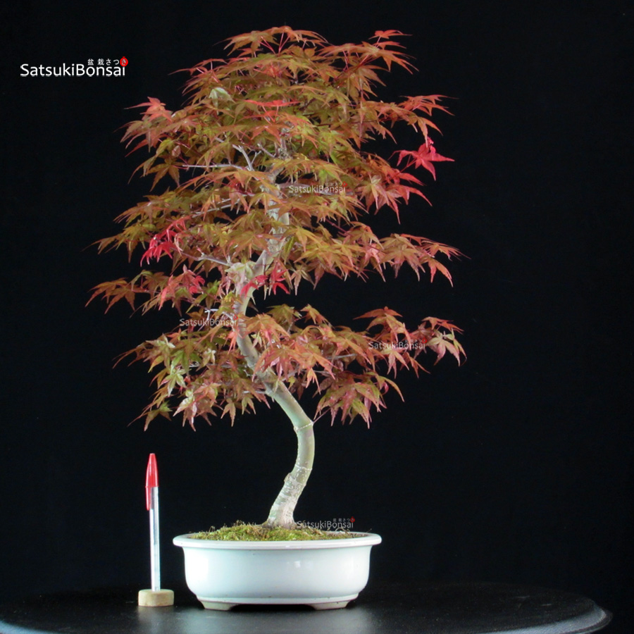 6086_1-Acer palmatum Deshojo Acero palmato var. Deshojo - immagine 1