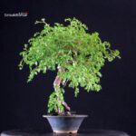 Rosa Spp. - immagine 2