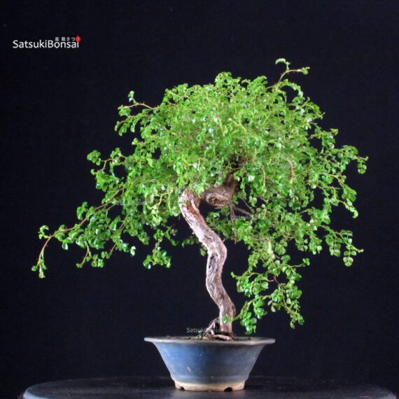 Rosa Spp. - immagine 3