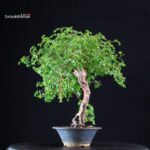 Rosa Spp. - immagine 4