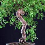 Rosa Spp. - immagine 5