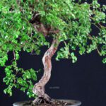 Rosa Spp. - immagine 6
