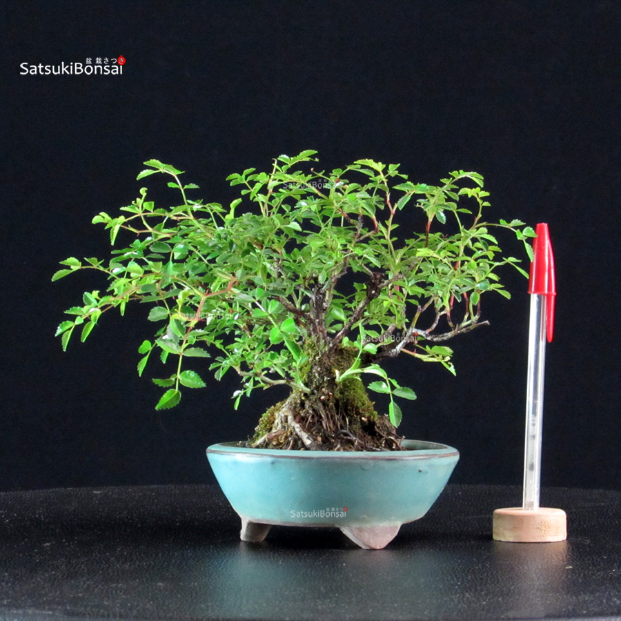 6249_1-Rosa-Sansho Rosa Sansho - immagine 1