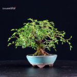 Rosa Sansho - immagine 2