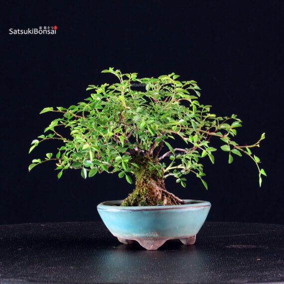 Rosa Sansho - immagine 2