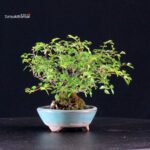 Rosa Sansho - immagine 3
