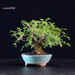 Rosa Sansho - immagine 4