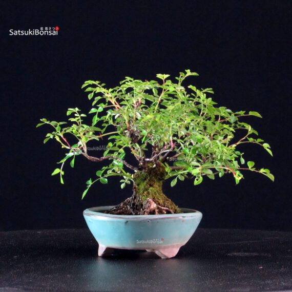 Rosa Sansho - immagine 4
