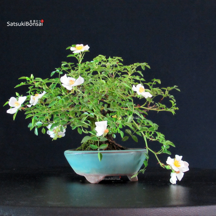 6249_5-Rosa Rosa Sansho - immagine 1
