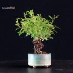Rosa Spp. - immagine 2