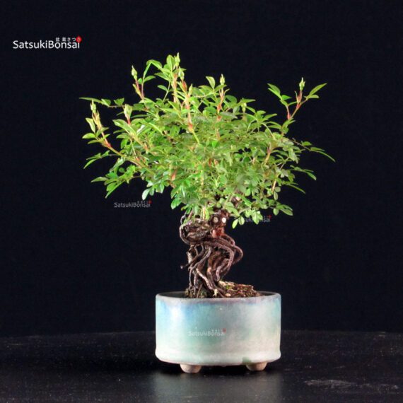 Rosa Spp. - immagine 2