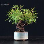 Rosa Spp. - immagine 3